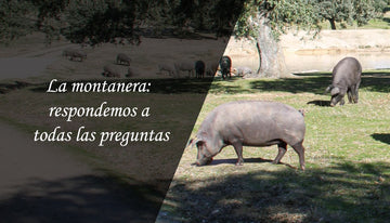 La montanera: respondemos a todas las preguntas