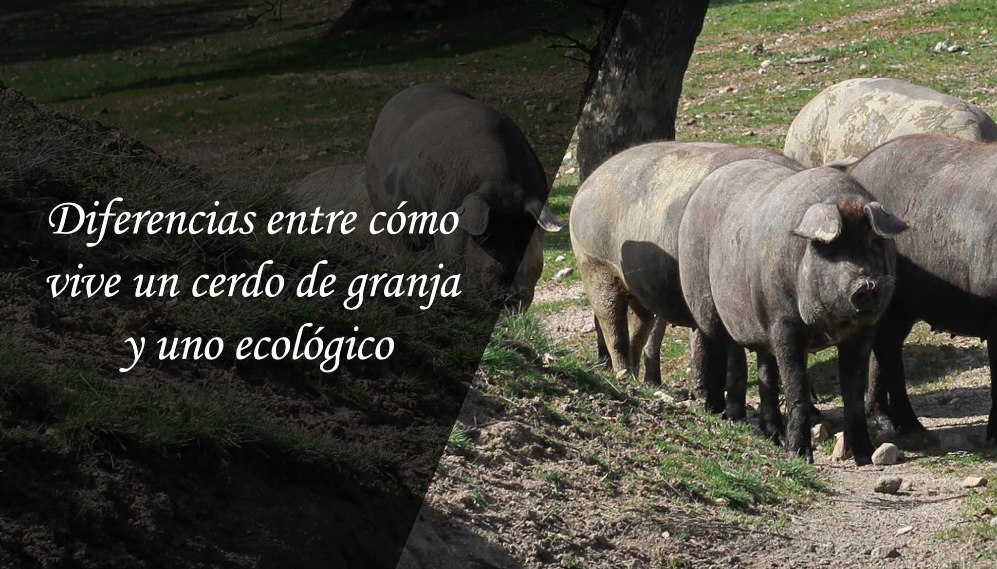 Diferencias entre cómo vive un cerdo de granja y uno ecológico